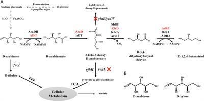 The Biosynthesis of D-1,2,4-Butanetriol From d-Arabinose With an Engineered Escherichia coli